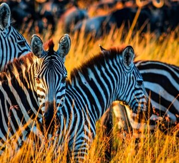 CIO Look zebra thumbnail